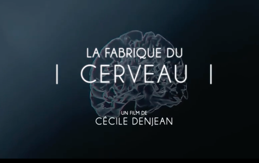 La fabrique du cerveau