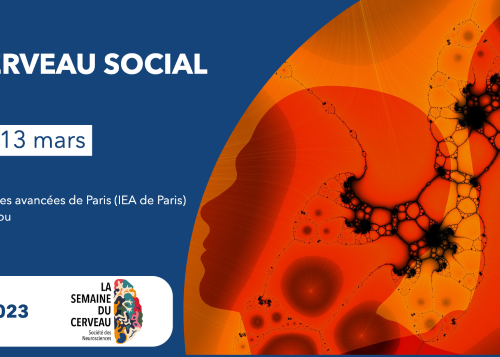 le cerveau social