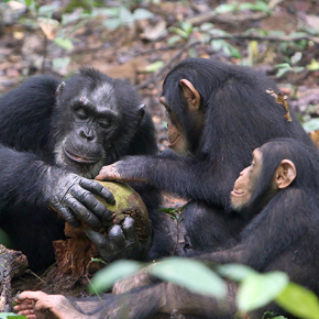 © Cédric GIRARD-BUTTOZ/TAÏ CHIMPANZEE PROJECT
