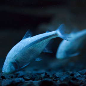 © Vladimir Wrangel/Stock.Adobe.com 