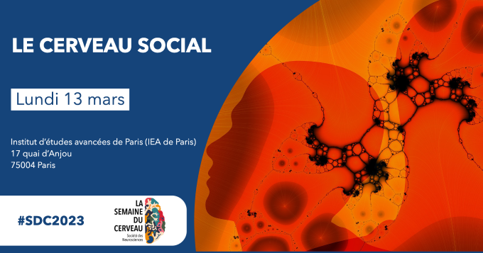 le cerveau social