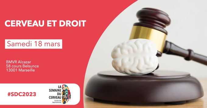 cerveau et droit