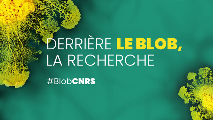 © Audrey DUSSUTOUR / CRCA / CNRS