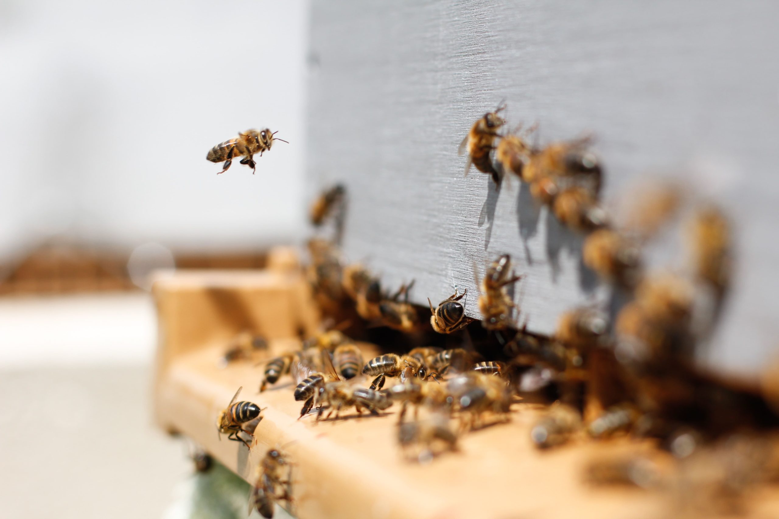 abeille et cerveau