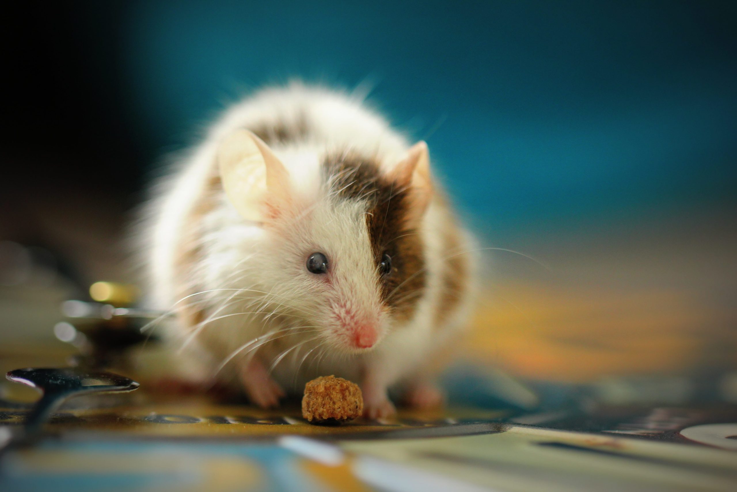 LA SOURIS QUI VOULAIT SE FAIRE AUSSI GROSSE QUE EINSTEIN